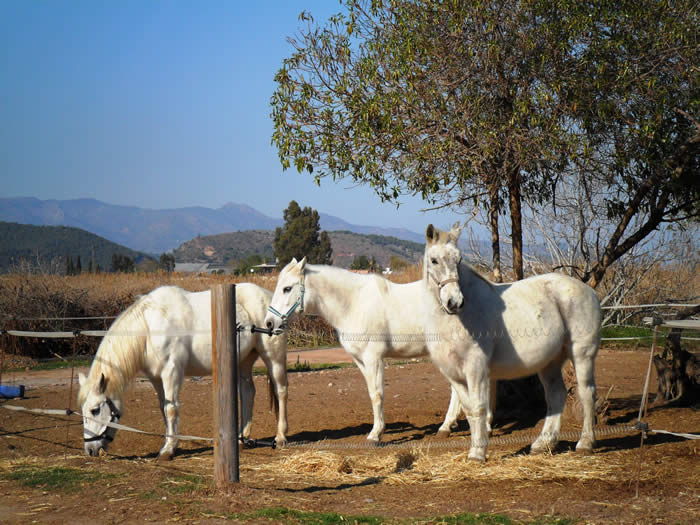 Pferde Camping Malvarrosa